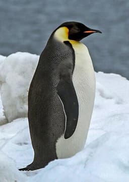 Emperor Penguin