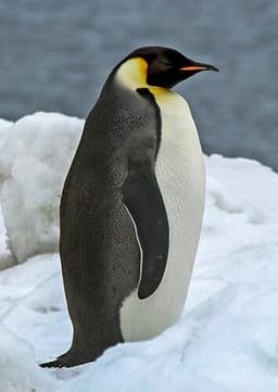 Emperor Penguin