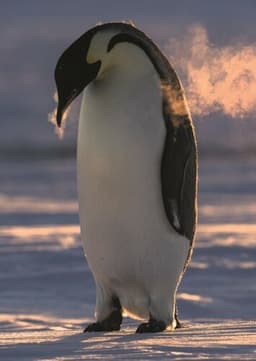 Emperor Penguin