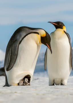 Emperor Penguin