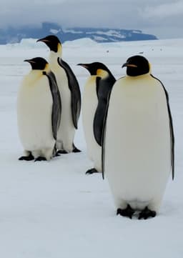Emperor Penguin