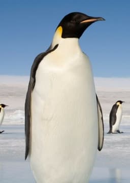 Emperor Penguin