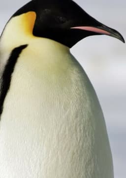 Emperor Penguin