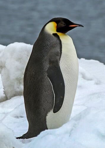 Emperor Penguin