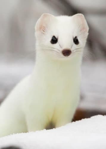 Stoat