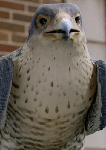 Falcon