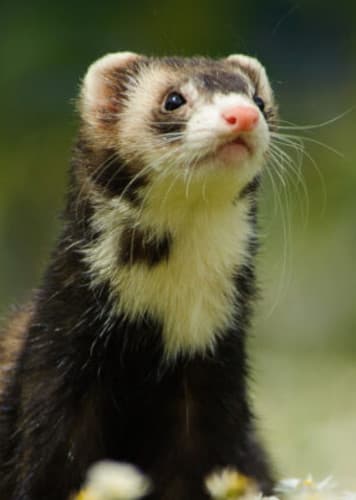 Ferret