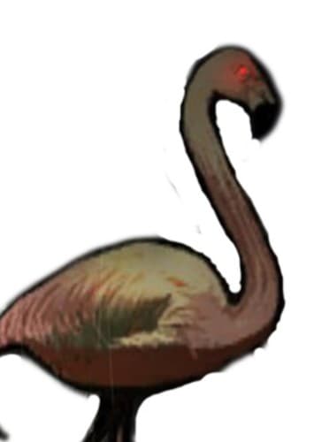 Flamingo