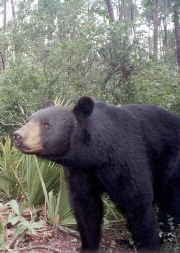 Florida Black Bear