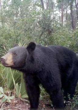Florida Black Bear