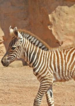Foal Zebra