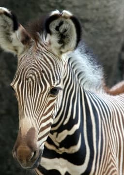 Foal Zebra