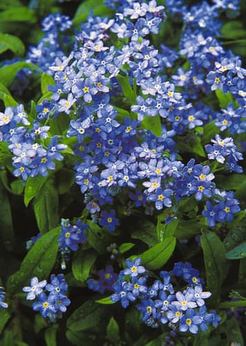 Forget-Me-Not