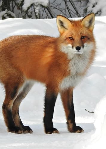 Fox