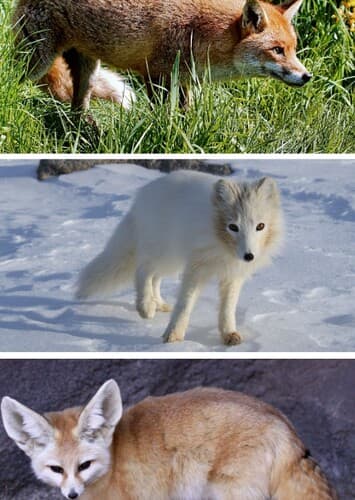 Artic Fox, Fennec, Fox