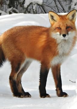 Fox