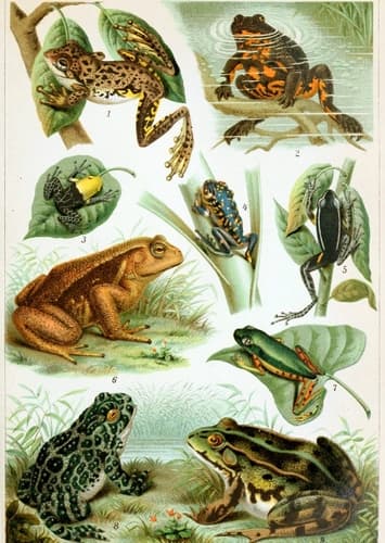 Frogs