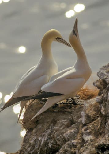 Gannet