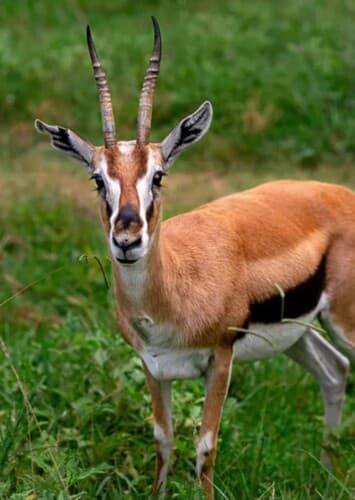 Gazelle