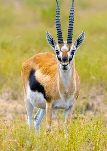 Gazelle