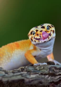 Gecko