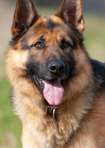 German Shepherd