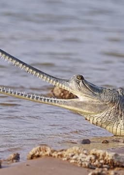 Gharial