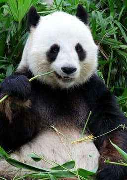 Giant Panda