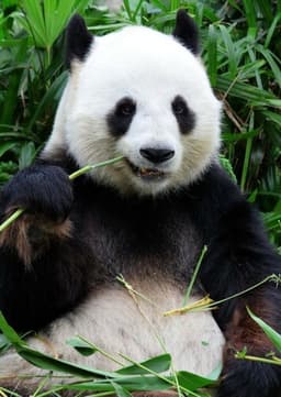 Giant Panda