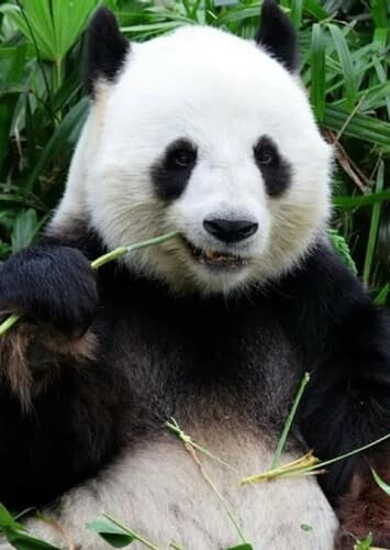 Giant Panda