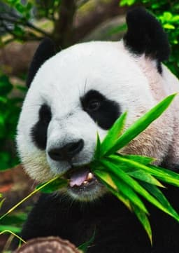 Giant Panda