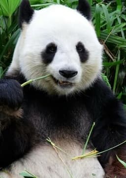 Giant Panda