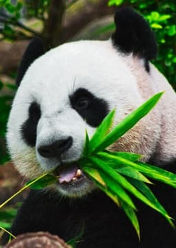 Giant Panda