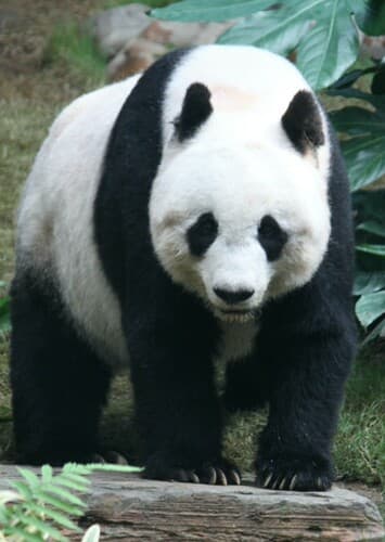 Giant Panda
