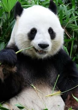 Giant Panda