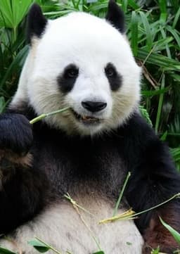 Giant Panda