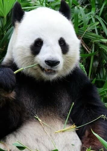 Giant Panda