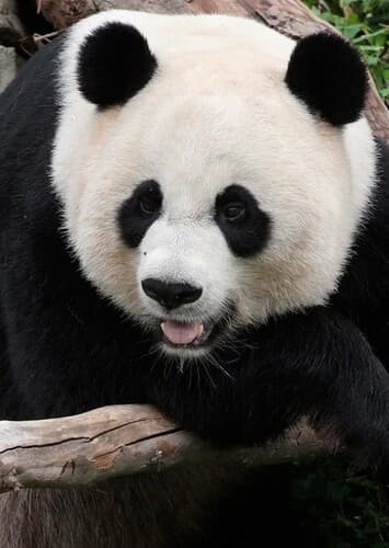 Giant Panda