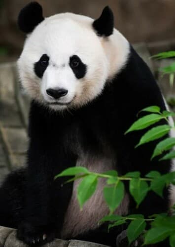 Giant Panda