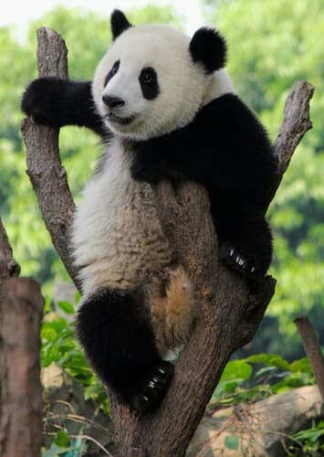 Giant Panda