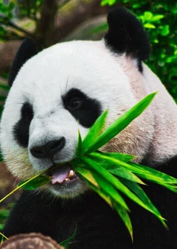 Giant Panda