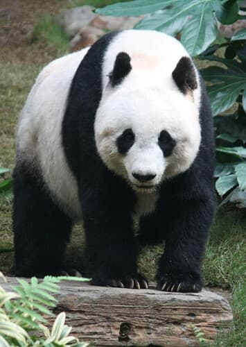 Giant Panda