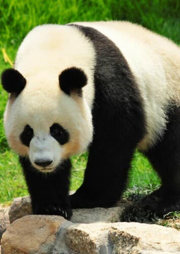 Giant Panda