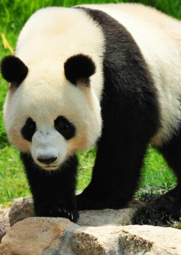 Giant Panda
