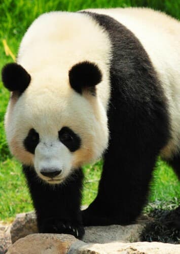 Giant Panda