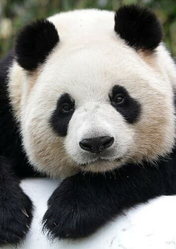 Giant Panda