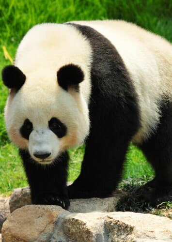 Giant Panda