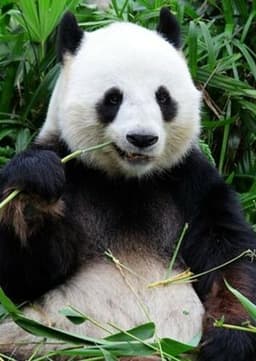 Giant Panda