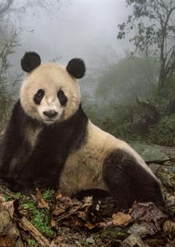 Giant Panda