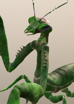 Giant Praying Mantis